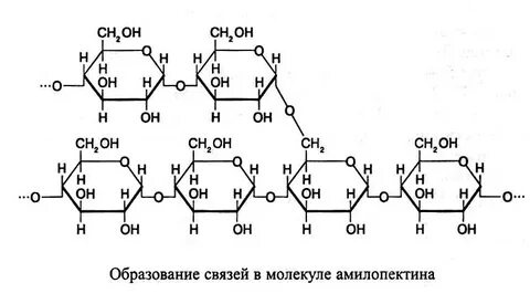 Молекула полисахарида