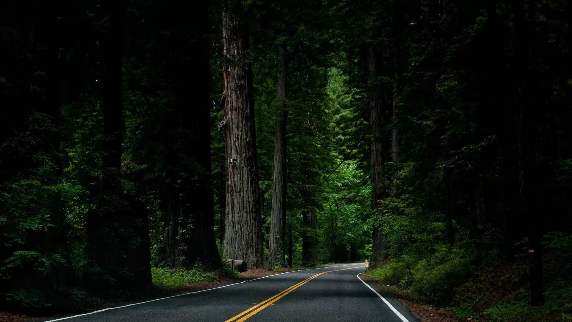 Форкс штат Вашингтон. Дорога в лесу. Темная дорога в лесу.
