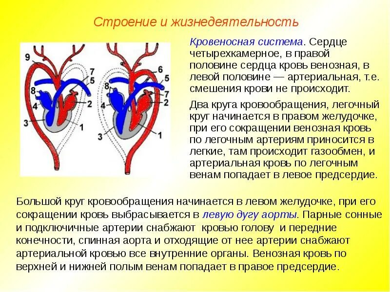 Перегородки у млекопитающих. Строение сердца с венозной и артериальной крови. кровеносная система млекопитающих большой круг кровообращения. строение сердца и кровеносной системы. четырехкамерное четырехкамерное сердце.