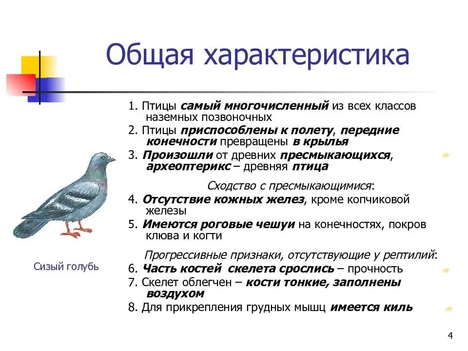 Характеристика класса птицы 7 класс биология кратко. Общая характеристика птиц 7 класс биология. Общая характеристика птиц 7 класс биология класс птицы. Особенности строения птиц 7 класс биология.