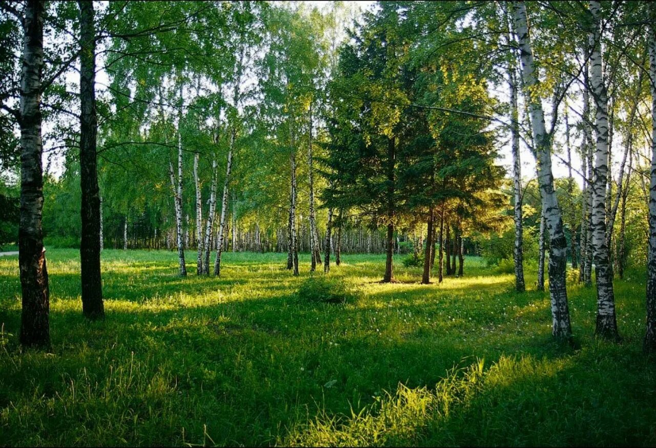 Лес Ивановской области. Леса Ивановской области. Природа средней полосы летом. На Лесной опушке. Описание фотографии природа