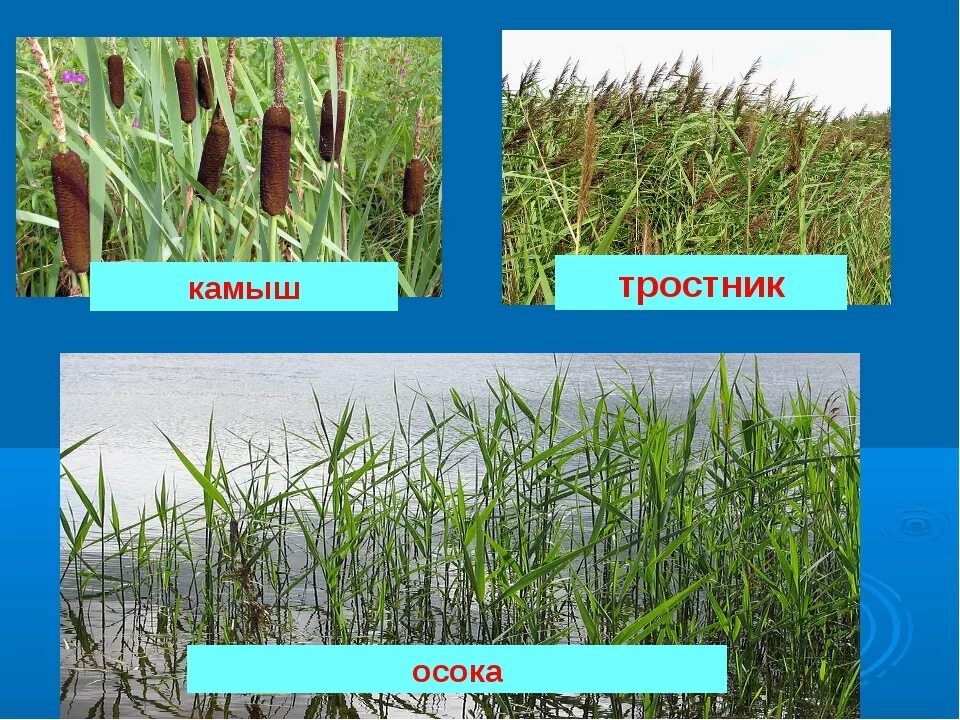 Рогоз и камыш разница. Камыш и рогоз. Камыш рогоз тростник отличия. Камыш рогоз Осока. Рогоз Осока и камыш отличия.