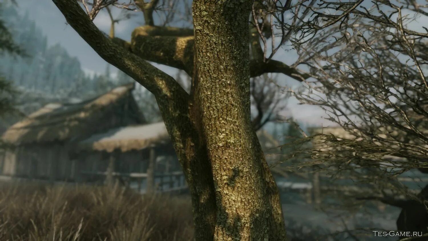 Дерево Скайрима. Дерево из Скайрима. Дерево скайрим Мем. Скайрим дерево. Trees skyrim