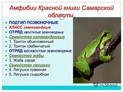 Систематическая группа жабы