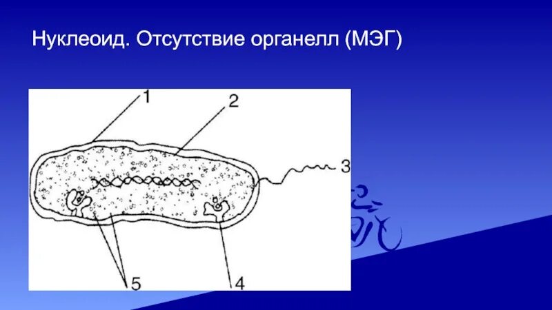 Кольцевой нуклеоид. Нуклеоид бактерий окраска. Нуклеоид это органоид. Нуклеоид под микроскопом.