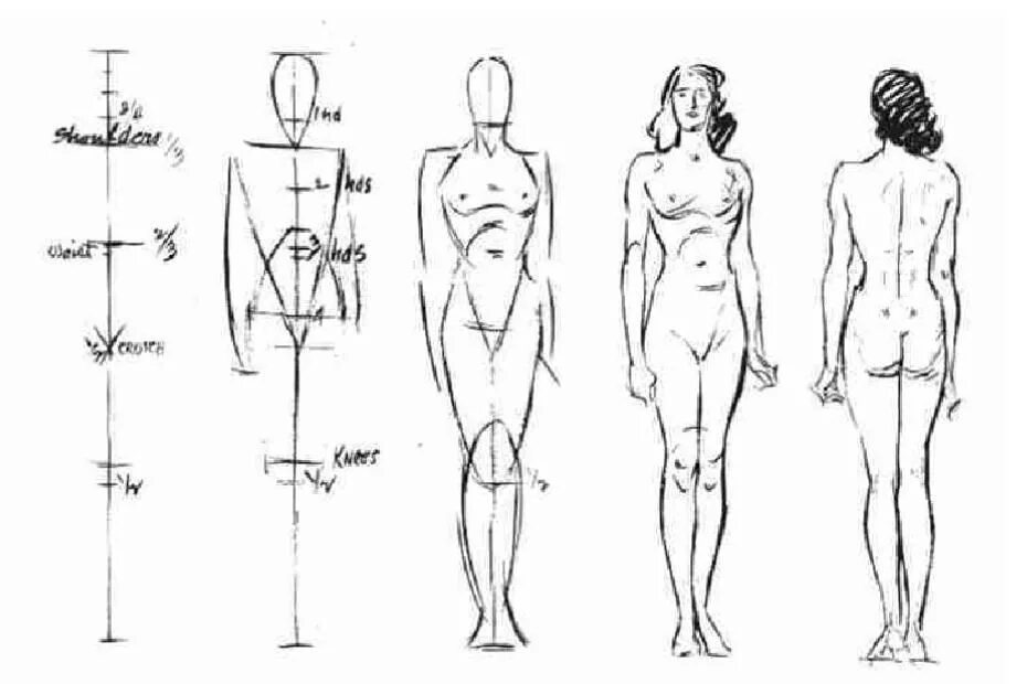 Пропорции женского тела