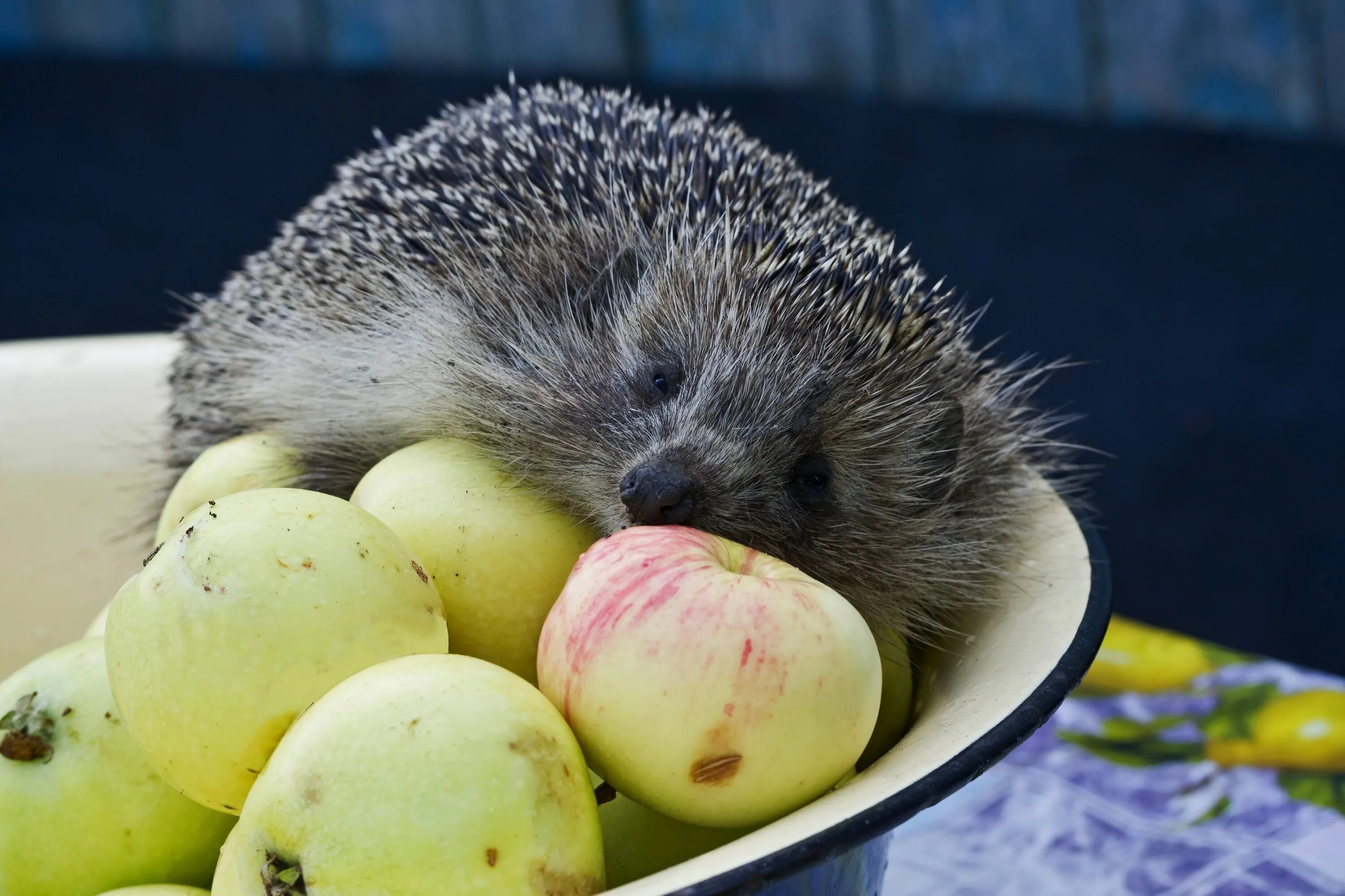 ежик с яблоком на спине. ёжики. что едят ежики. ежик ест яблоко. ежик ест яблоко.