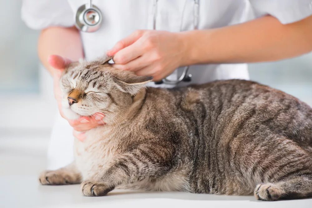 Cat s care. Уши кота. Cat s care. Лечебные кошки. Cat s care.