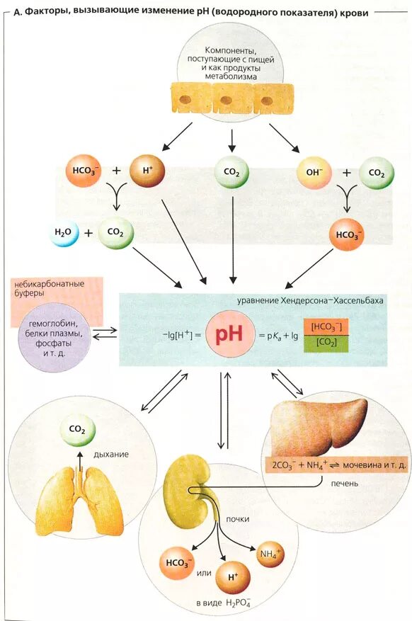 Определить кислотность крови. Нормальный PH крови человека. Норма PH крови человека. Норма РН крови у человека. РН организма.