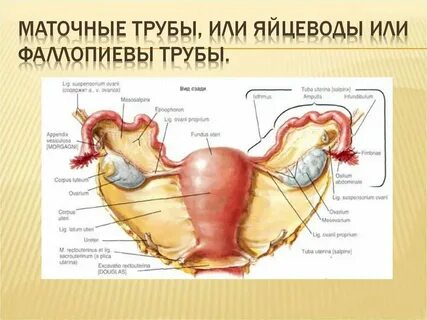 Строение женского таза органы