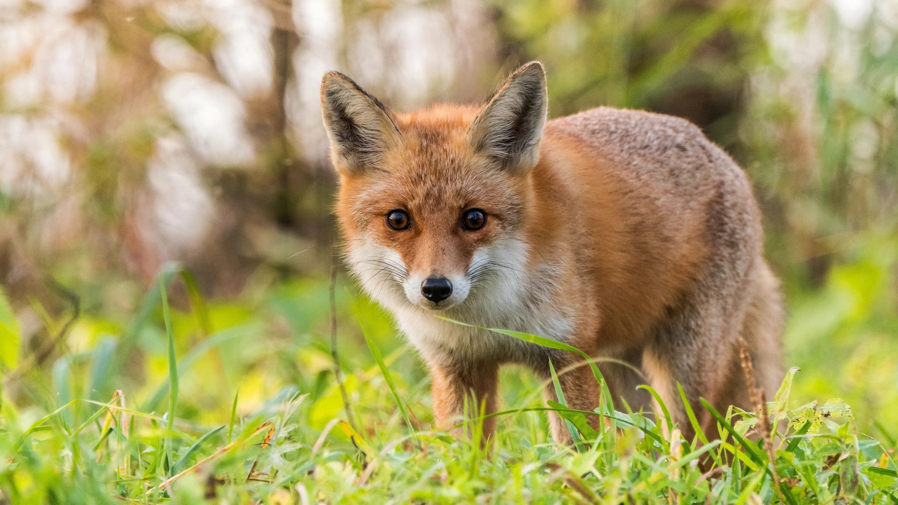 Fox originals
