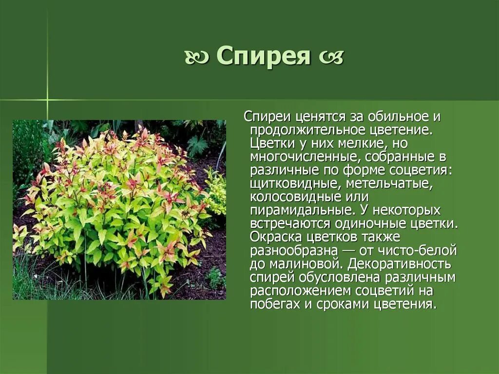 Спирея городчатая побег. Спирея японская соцветие. Лилейная спирея. Спирея соцветие щиток. Сообщение на тему декоративные растения