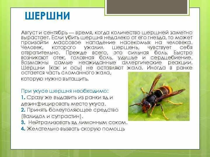 Помощь при укусе осы. Укусы ядовитых насекомых. Первая помощь при укусе шершня. Информация о ядовитых насекомых. Помощь при укусах пчел ОС шершней.