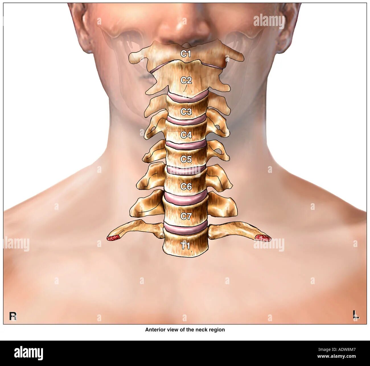 Color X-Ray of the Cervical Spine showing a Lordosis (curvature) and numbering o