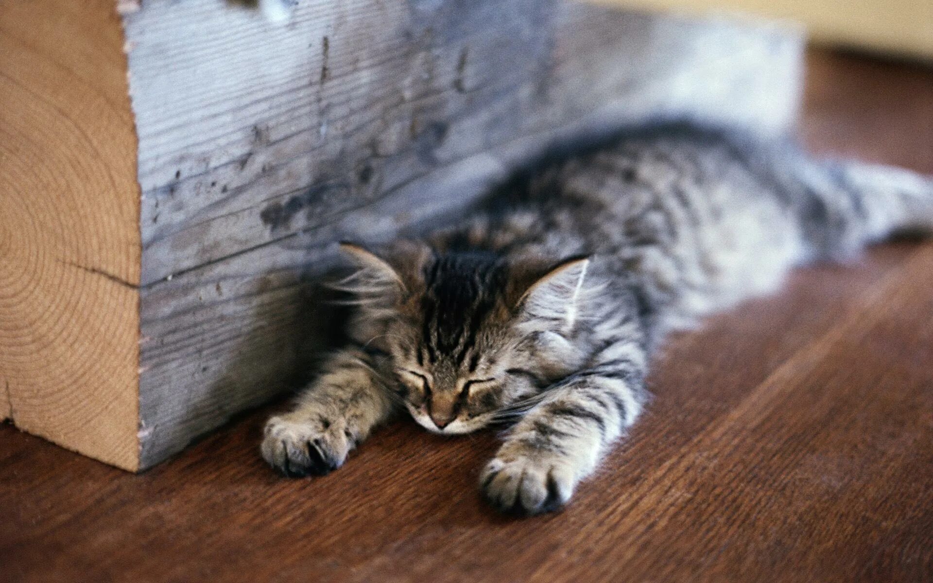 Кот на ламинате. Подушка котик. На ковре спал пушистый котенок. Котенок в кровати. Кошка дремлет.