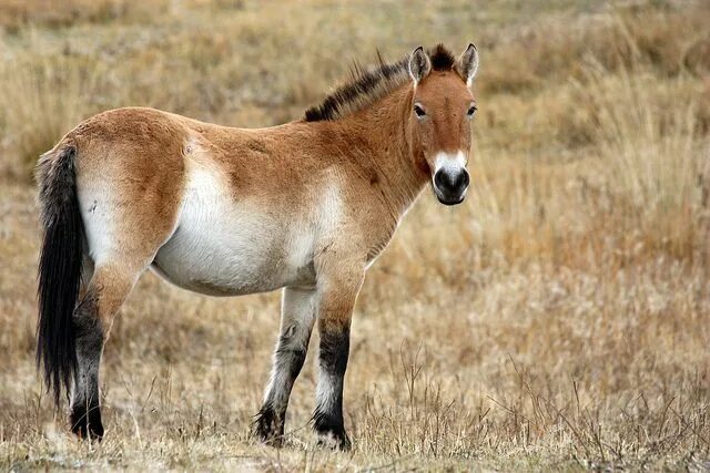 Tour to Hustai National Park Mongolian Wild Horse Takhi