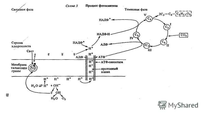 Световая фаза фотосинтеза схема. Схема фотосинтеза 9 класс биология. Реакции световой фазы фотосинтеза. Ментальная карта процесс фотосинтеза. Реакции световой фазы происходят