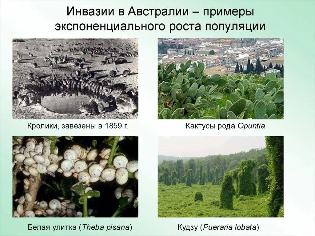 Инвазивный тип