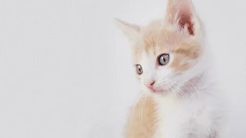 Текстура кота