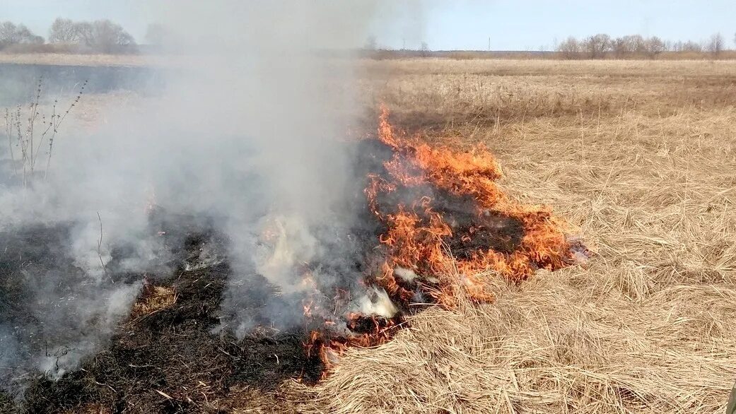 Горение сухой травы. Пожары. Пожар травы. Самовозгорание сухой травы. Пал гг