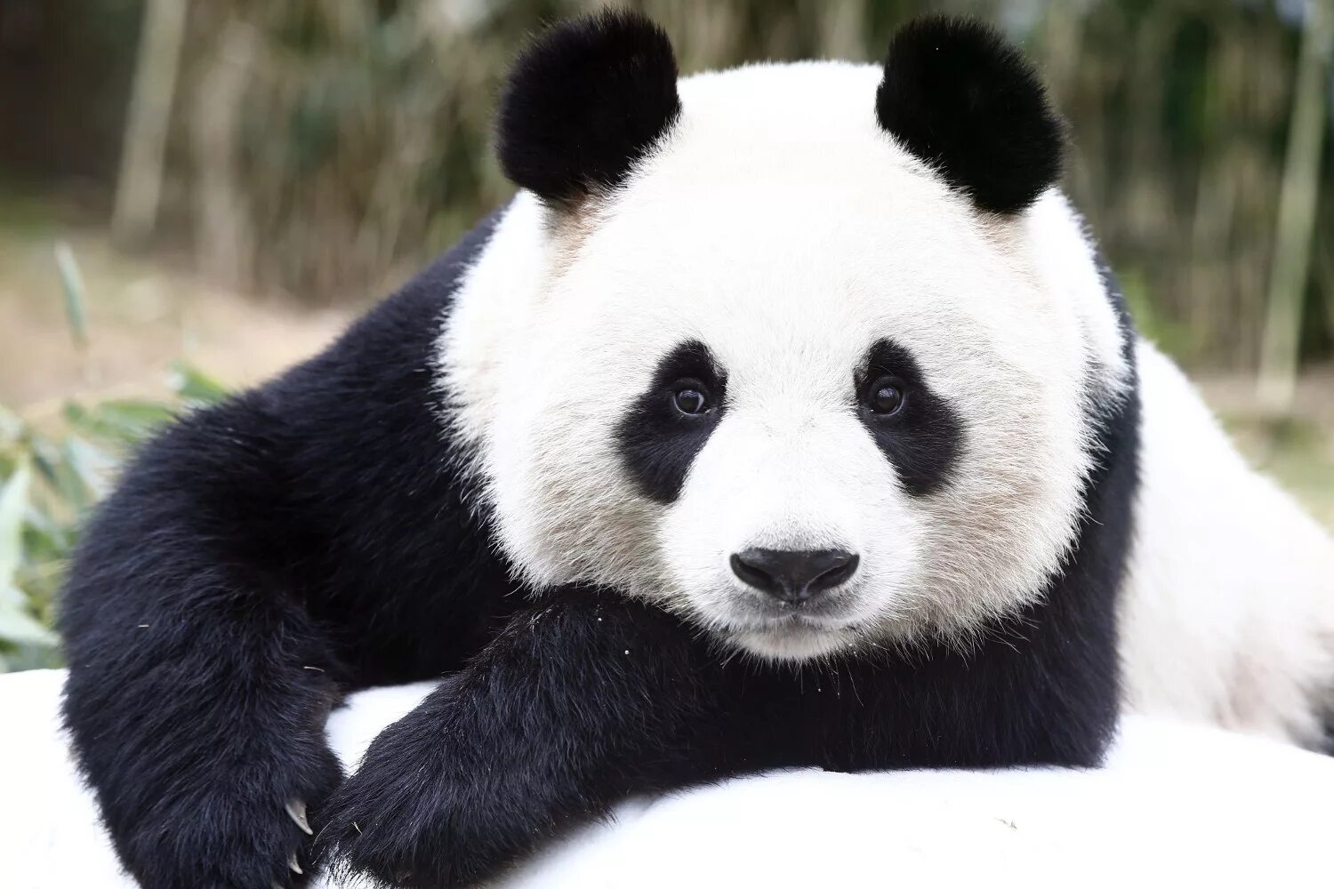 Pandas animals