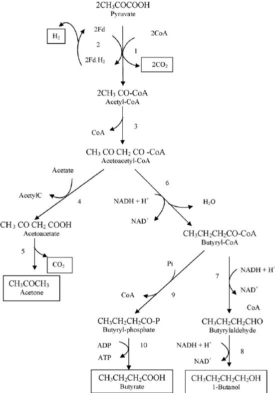 Формула пирувата. Пируват трансфераза. Обмен пирувата. Ацетил КОА трансфераза. Превращение ацетил коа