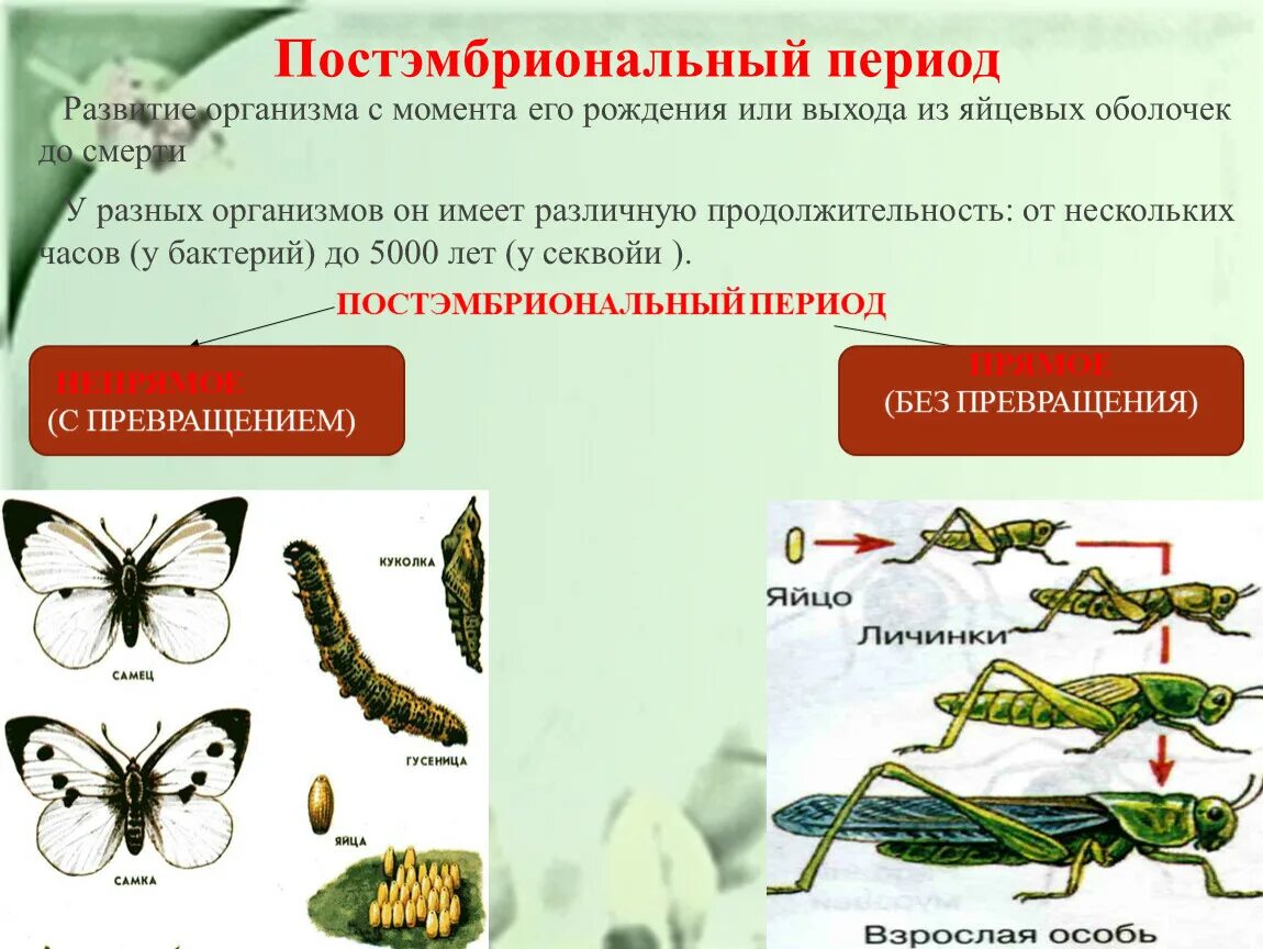 Пауки непрямое развитие. Схема постэмбрионального развития насекомого стадии. Пост эмбриональный период. Постэмбриональный период развития организма. Постэмбриональное развитие с превращением.