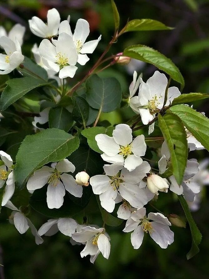 Яблоня покрытосеменная. Яблоня ягодная malus baccata. яблоня сибирская malus baccata. яблоня ягодная (дичок). яблоня ягодная - malus baccata (l.) borkh..