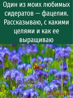 Фацелия сидерат фото и описание