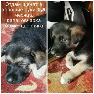 Отдам щенят овчарки в добрые руки