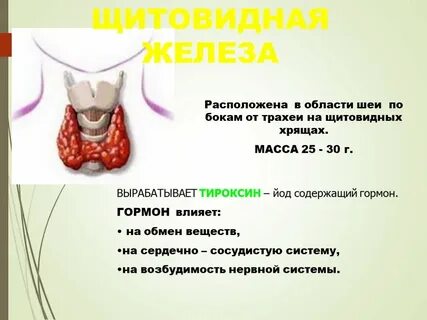 Щитовидной железой оказывающий влияние