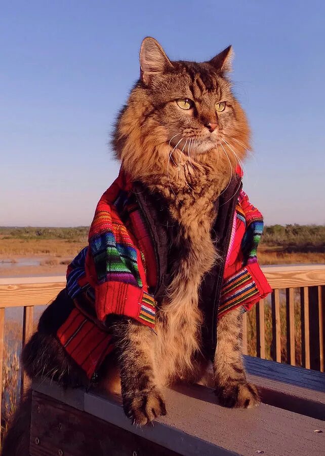Котик мод. Стильный кот. модный кот. кот в стильной одежде. кот фотомодель.
