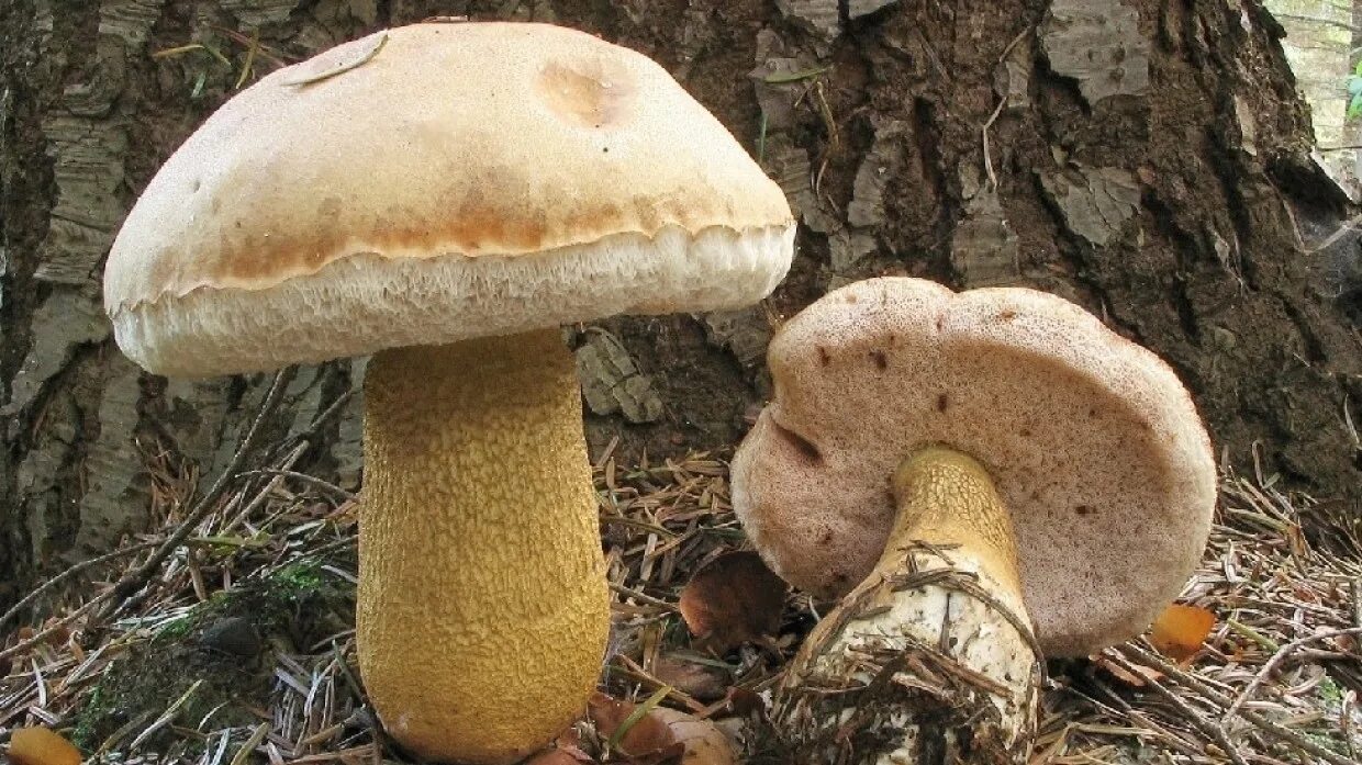 Желчный белый. Tylopilus felleus – желчный гриб. гриб моховик обабок ложный. перечный гриб и желчный гриб. ложный обабок разрез.