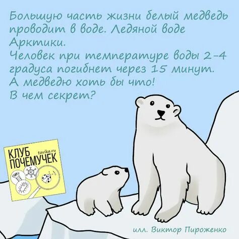 Проект про белого медведя 2 класс