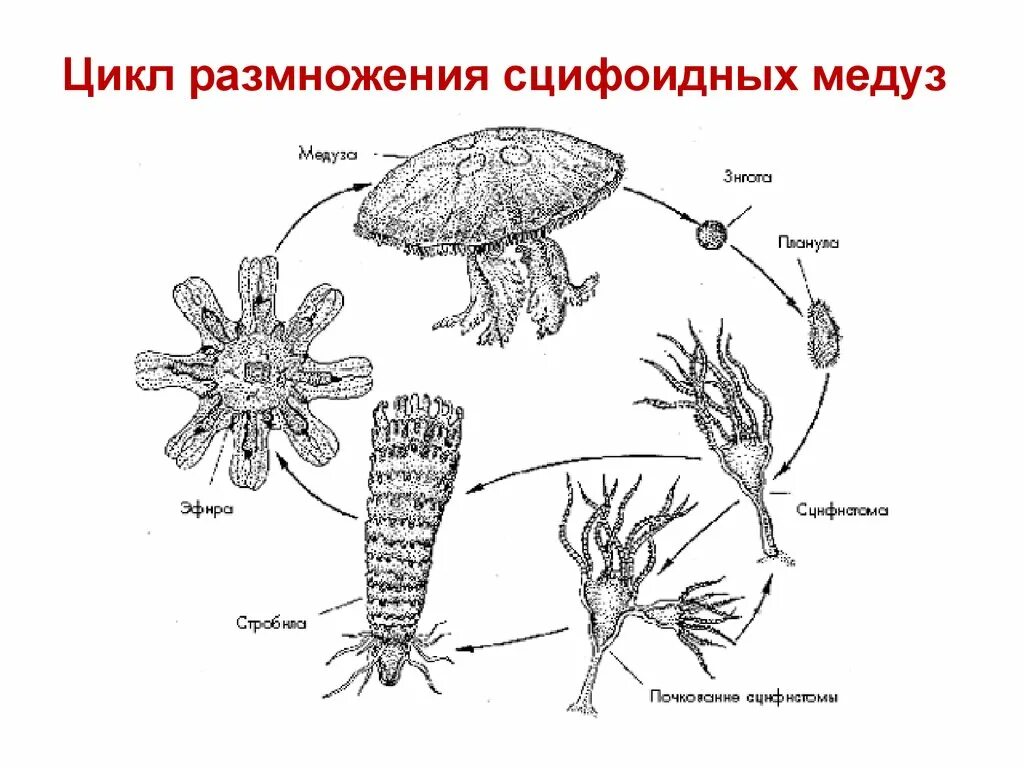 Онтогенез кишечнополостных