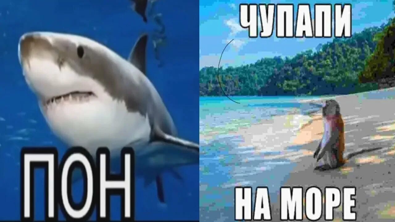 жиза акула мем оригинал - YouTube