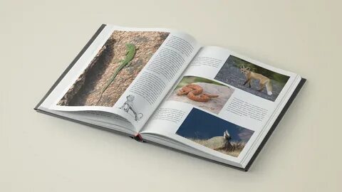 Альбом книга