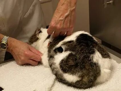 Кот писать кровью чем лечить