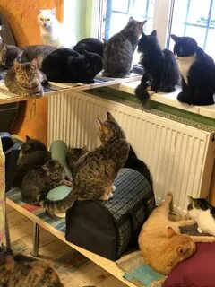 Приют кошкин дом