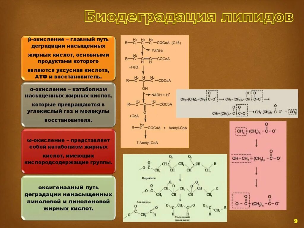 Продукты окисления липидов. Первичные продукты окисления жиров. Первичные и вторичные продукты окисления липидов. Конечные продукты окисления жиров. Основные липиды пищи