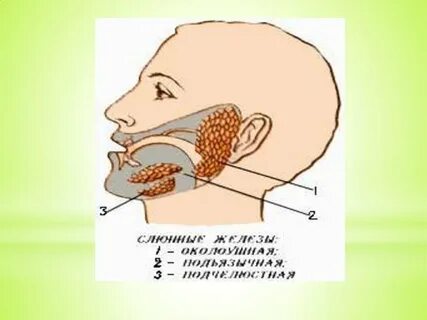 Әлемдегі ең әдемі порно секс