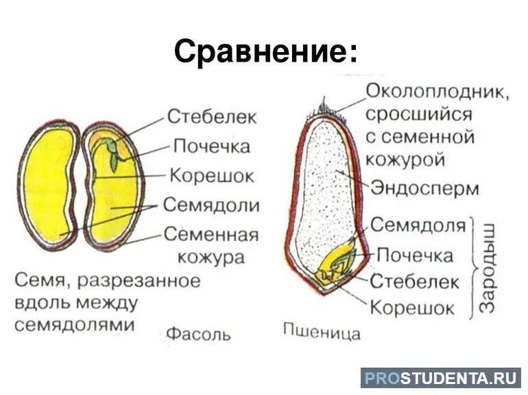Однодольные и двудольные растения пример и рисунок Какие растения двудольные или однодольные ученые считают более древними фото