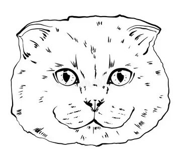 Черно белая мордочка кота