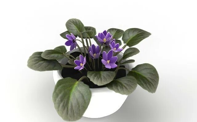 Фиалка 3. Комнатные цветы семейства фиалковых. Фиалка макс смолдеринг сапфир. Huron фиалка. Фиалка нк вечная молодость.