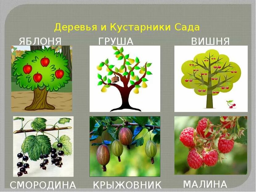 Растительное сообщество сад. Деревья и кустарники. Деревья и кустарники для детей. Плодовые деревья названия. Садовые деревья и кустарники.