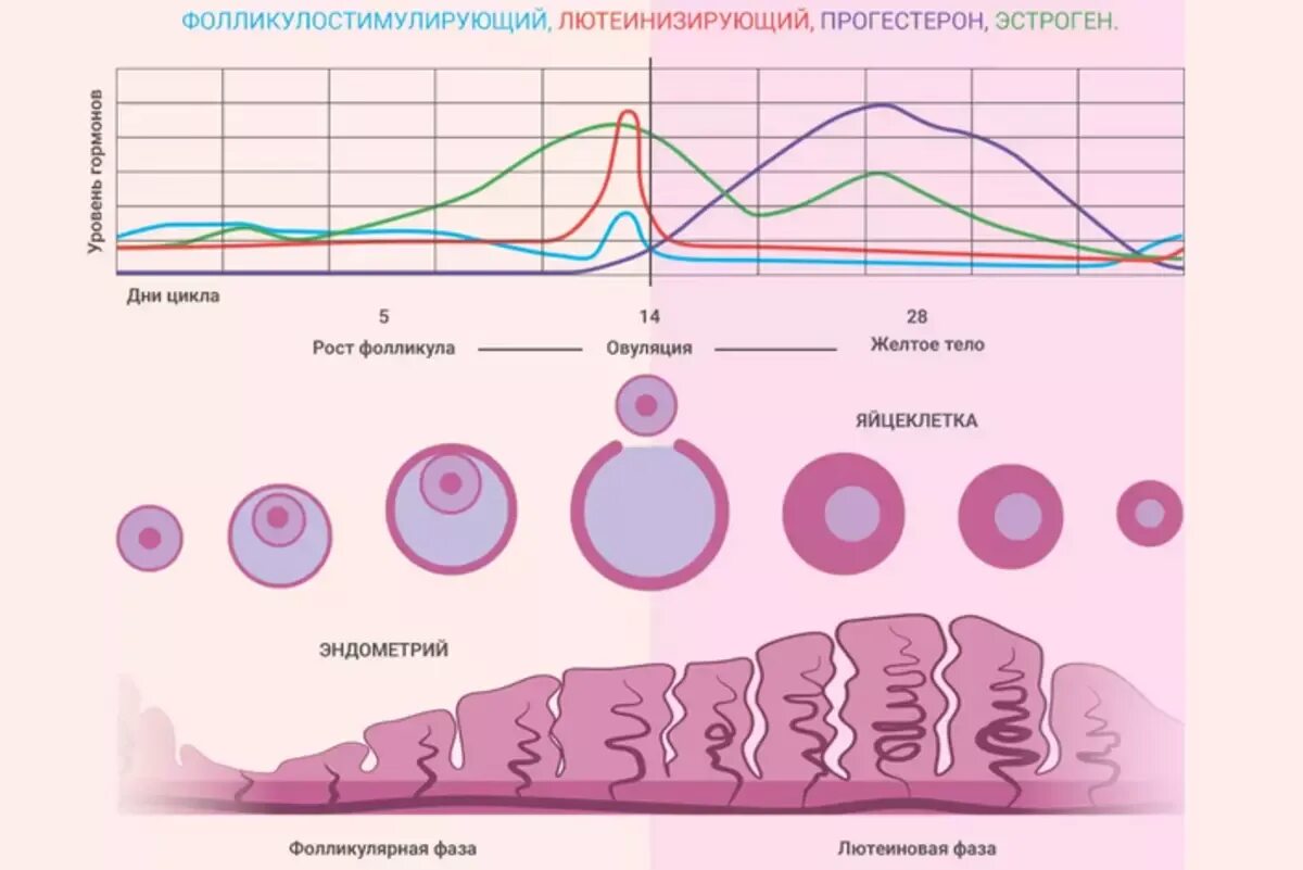 Почему появляется овуляция. Фазы менструального цикла схема. Секреторная фаза менструального цикла. Фаза секреции менструационного цикла. Фазы цикла менструационного цикла по дням.