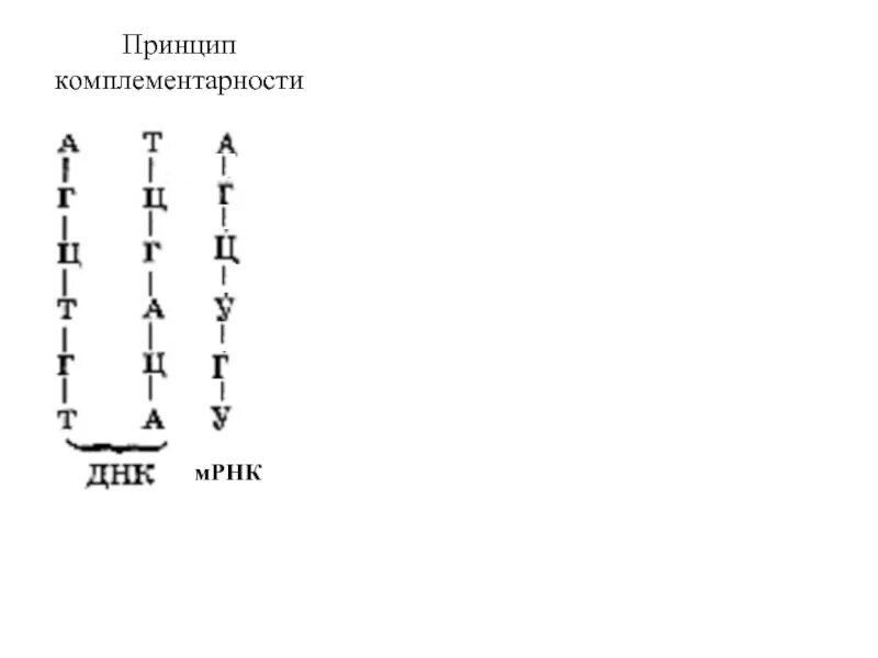 Принцип комплементарности запишите. Комплементарность днк и рнк. мрнк принцип комплементарности. принцип комплементарности днк. принцип комплементарности днк и мрнк.