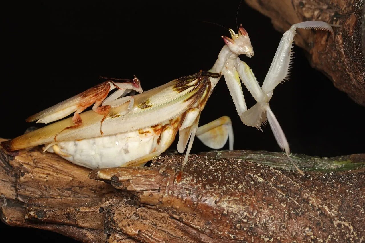 Богомол призрак. Орхидейный богомол (Hymenopus coronatus). Богомол орхидейный белый. Самка орхидейного богомола. Богомол Idolomantis diabolica.