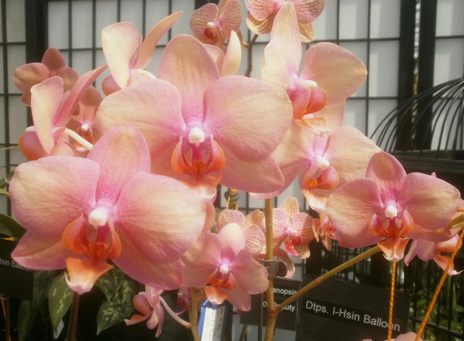 Phal. I-Hsin Maple Valley 2,5 Passiflora.ru - Сервис коллективных заказов