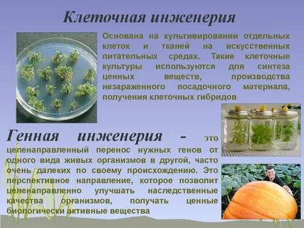 Генная инженерия это метод селекции